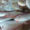 CÁ ĐỔNG 1/2KG 2 CON (500 GRAM)