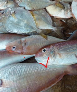 CÁ ĐỔNG 1/2KG 2 CON (500 GRAM)