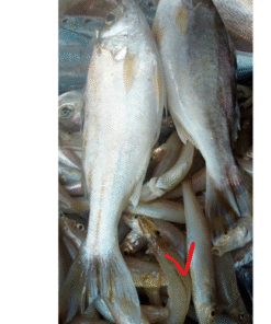 CÁ ĐỤC (500 GRAM)