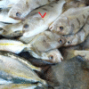 CÁ LÒ CÒ (500 GRAM)