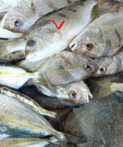 CÁ LÒ CÒ (500 GRAM)