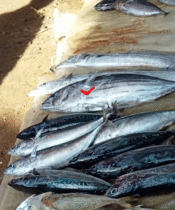 CÁ NGỪ LỚN (500 GRAM)