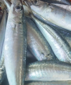 CÁ NỤC (500 GRAM)