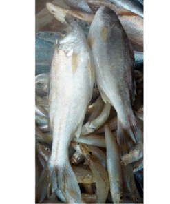 CÁ ONG 1/2KG 2 CON (500 GRAM)