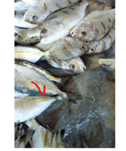 CÁ TRÁC (500 GRAM)